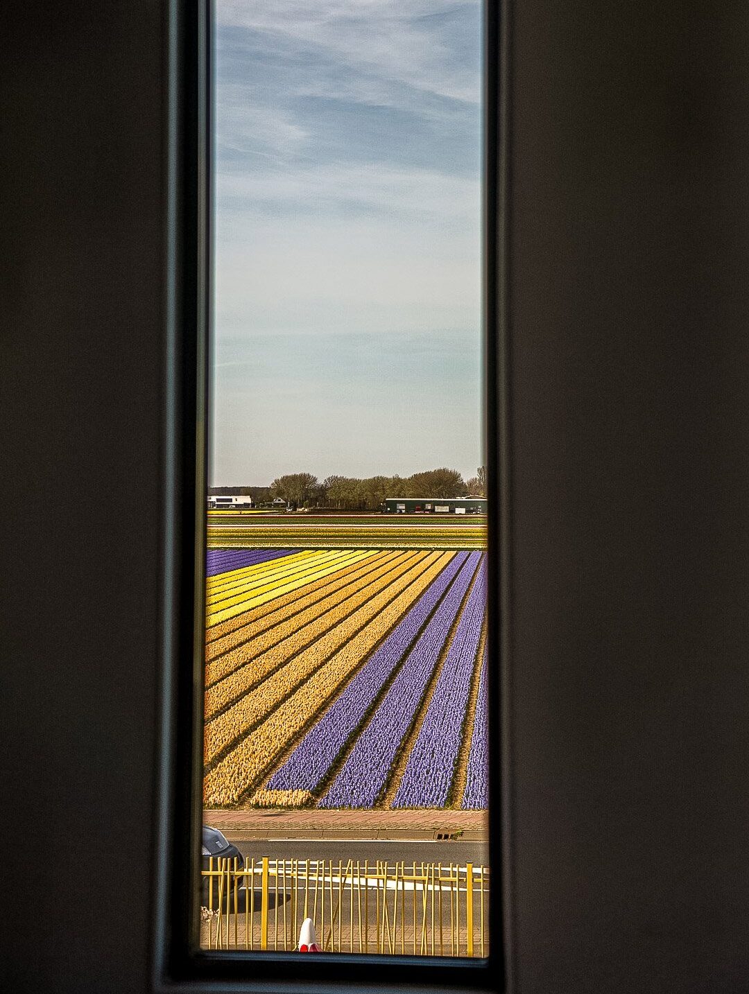 Uitzicht op tulpenvelden.
